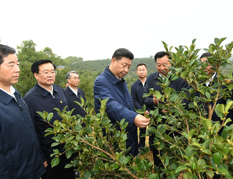 　　9月16日至18日，中共中央總書(shū)記、國(guó)家主席、中央軍委主席習(xí)近平在河南考察。這是17日上午，習(xí)近平來(lái)到信陽(yáng)市光山縣槐店鄉(xiāng)司馬光油茶園，實(shí)地察看油茶樹(shù)種植和掛果情況。新華社記者 謝環(huán)馳 攝